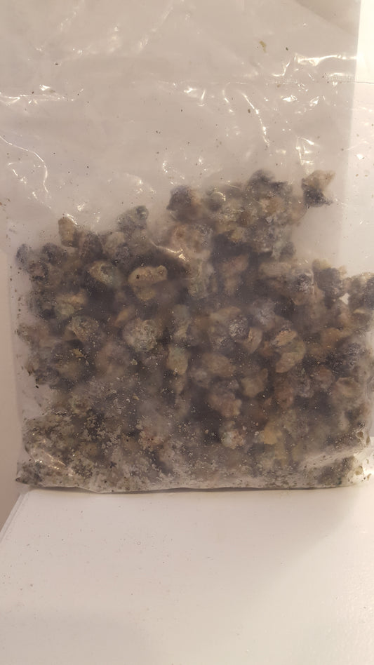 Periwinkle